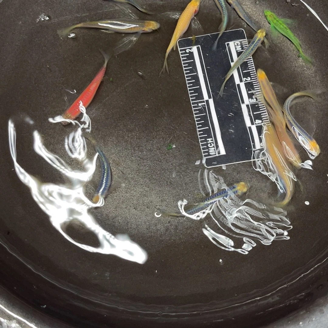 海水鱼25号哈哈哈哈哈哈