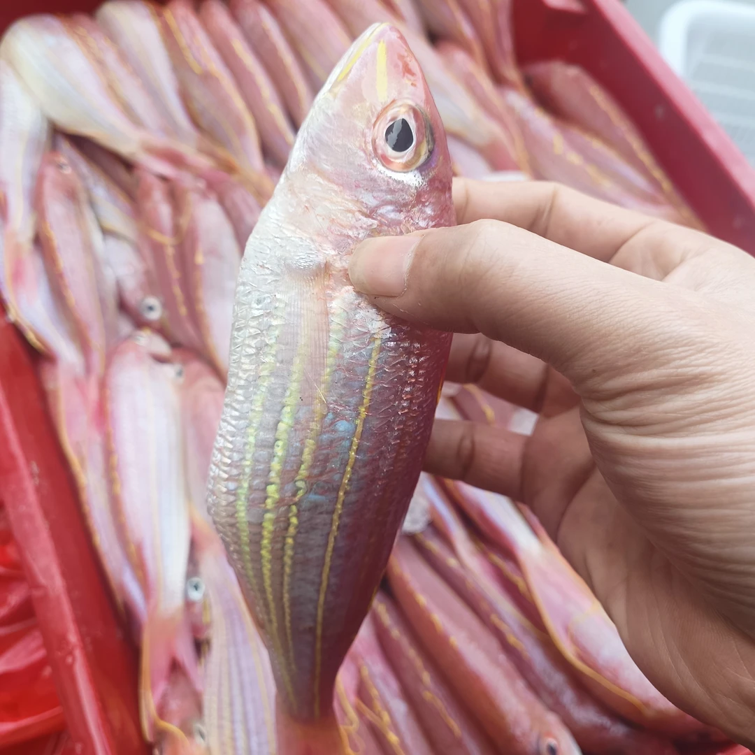 湛江天然金丝鱼 野生金线鱼 正红杉鱼 香煎下饭 顺丰发货