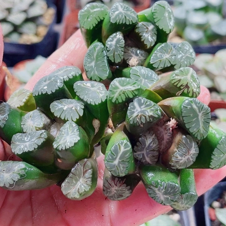 十二卷。大紫万象无根。福利