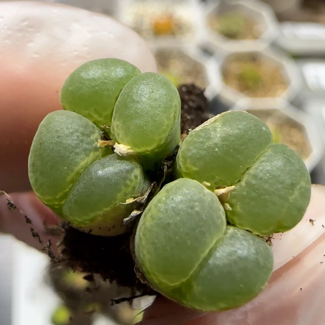 7.15。德系风铃。5008