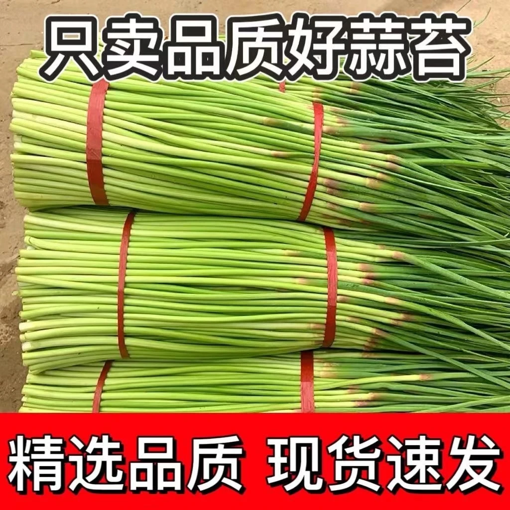 新鲜蒜苔精选品质5斤装