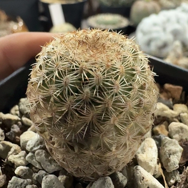 伊莎贝拉实生仙人球