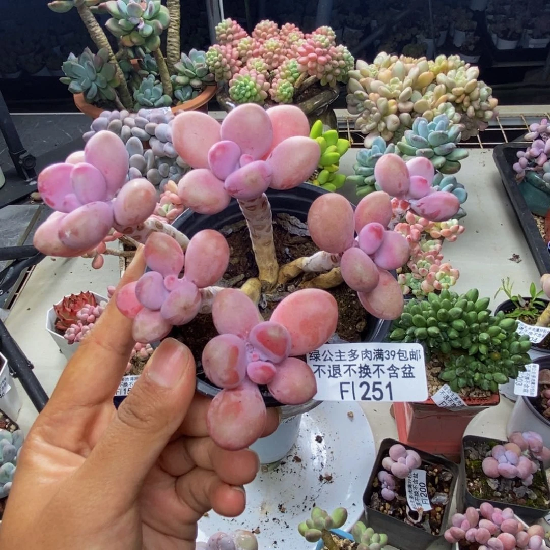 251糖果桃蛋多肉8c m