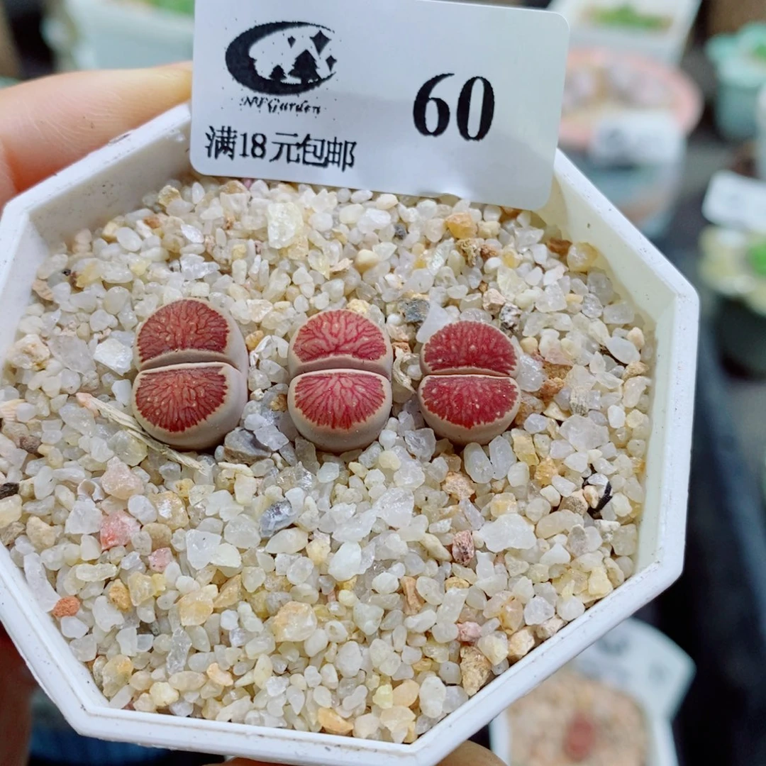 小*其实哈哈哈哈哈哈哈哈60