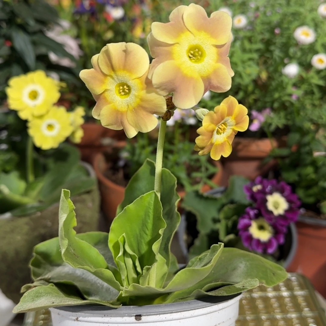 一物一拍耳叶报春A379