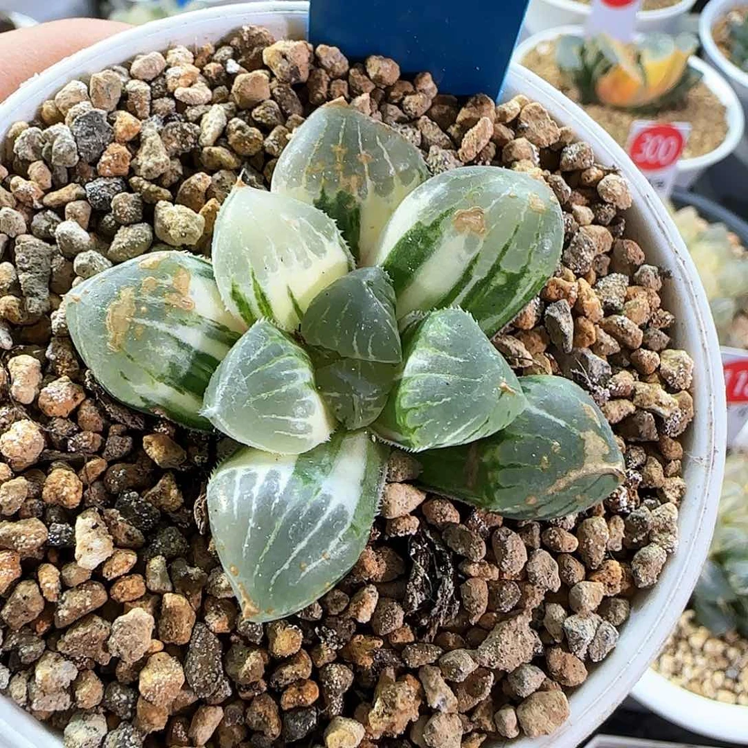 385号糯玉露锦一物一拍带盆土