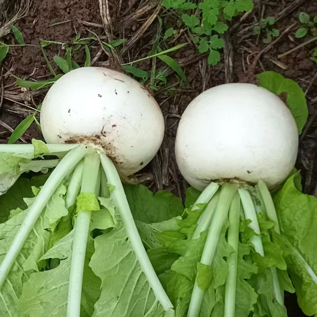四川新鲜圆农家自种白萝卜春不老萝卜，好煮化渣，现拔现发