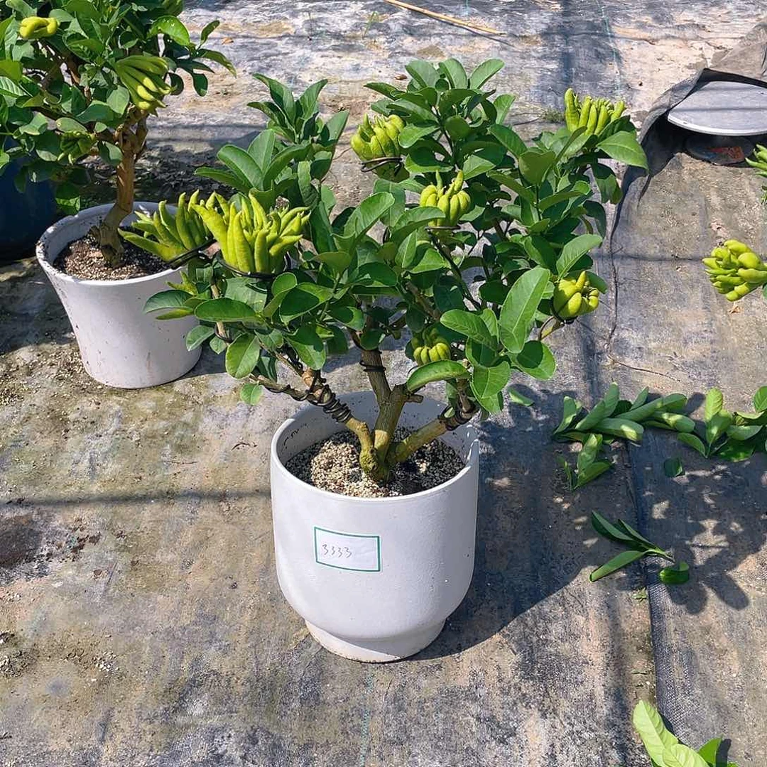 无花朵两颗佛手木架包邮绿色无痛