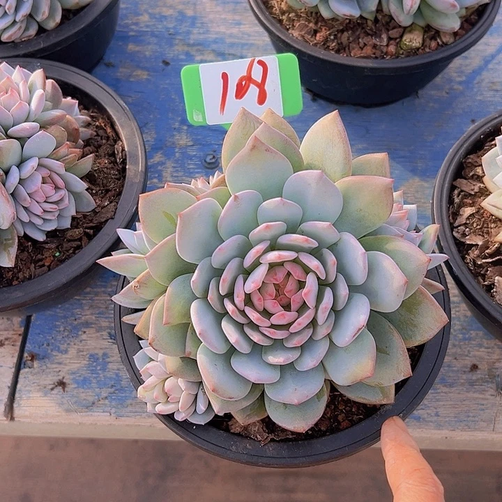 108星星辰带盆一人多