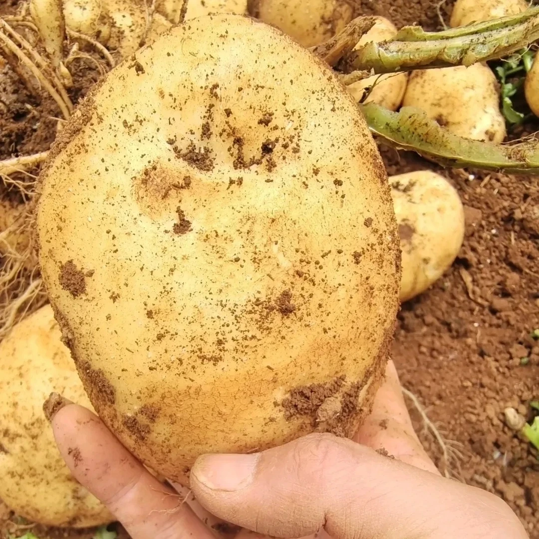 贵州高山农家自种新洋芋土豆马铃薯