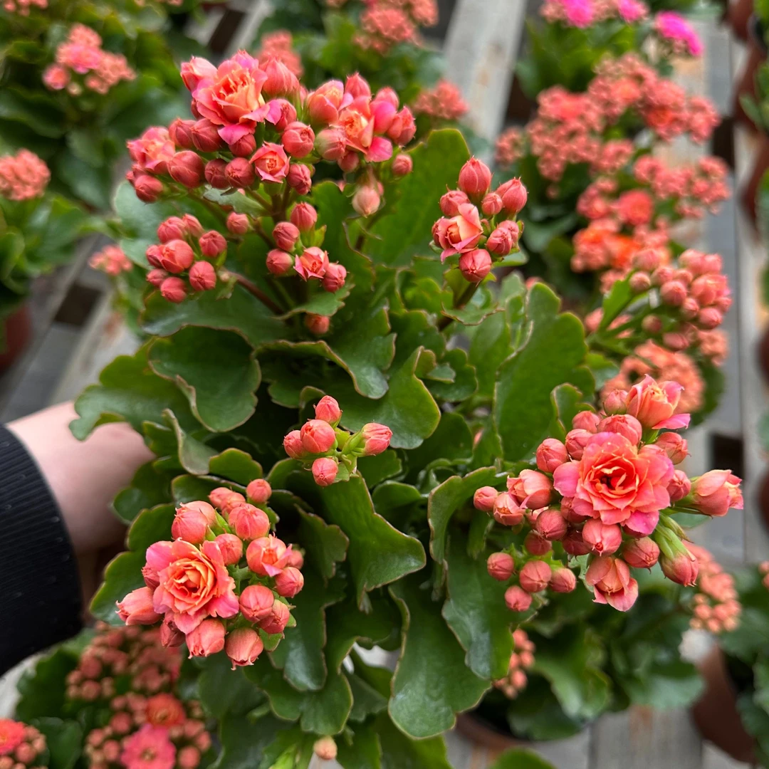 精品长寿花多种颜色重瓣花朵室内绿植盆栽