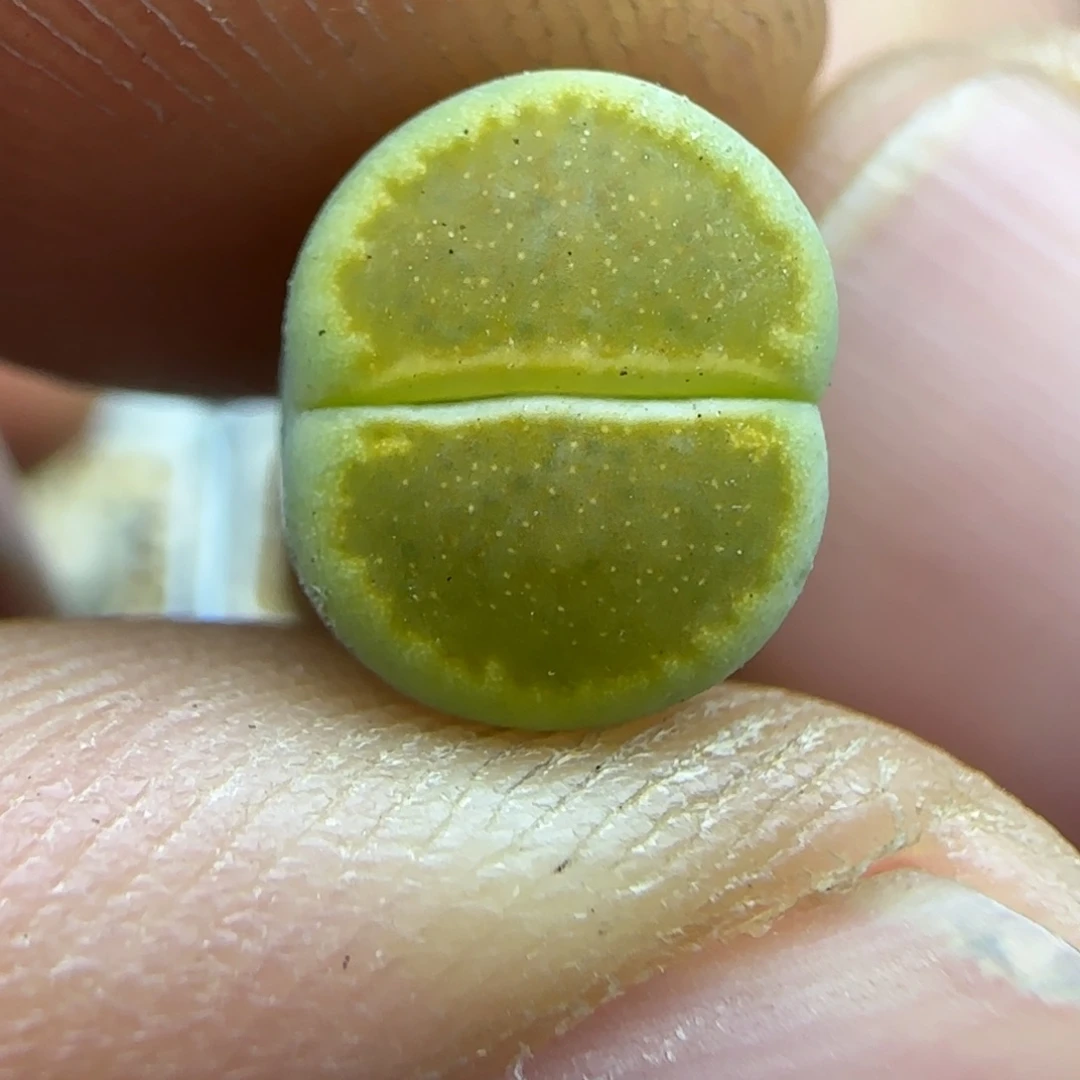 561开播福利生石花大棚直播