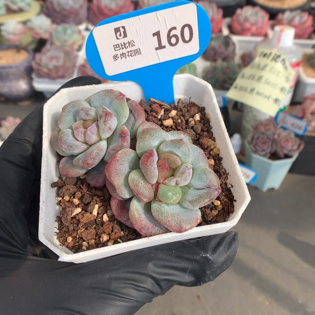丨***灬160 冰玉石化多肉