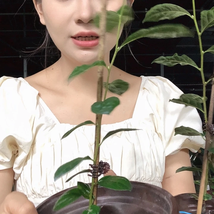 完全开放29.9紫乙女嫁接