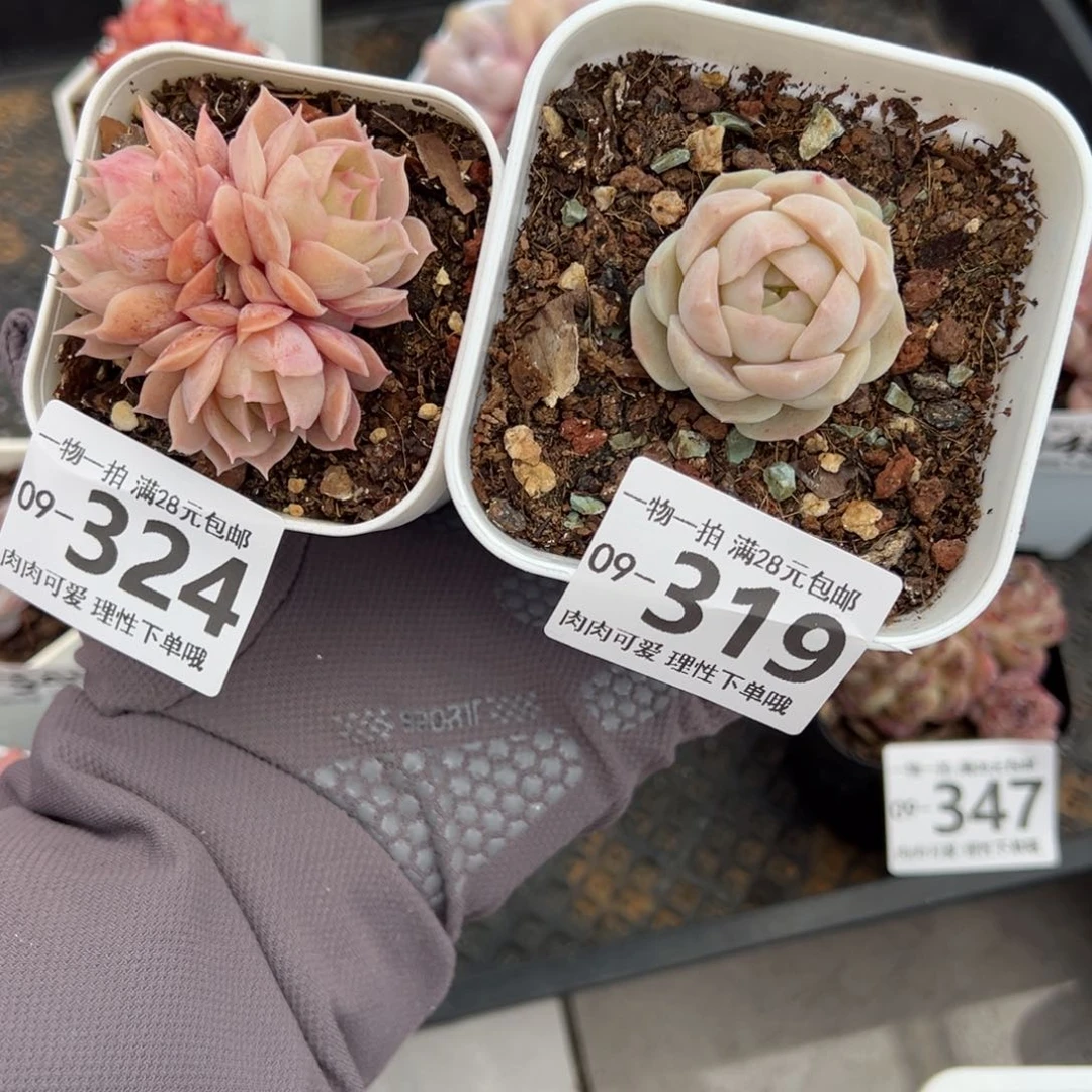 你****嘎多多肉多肉，