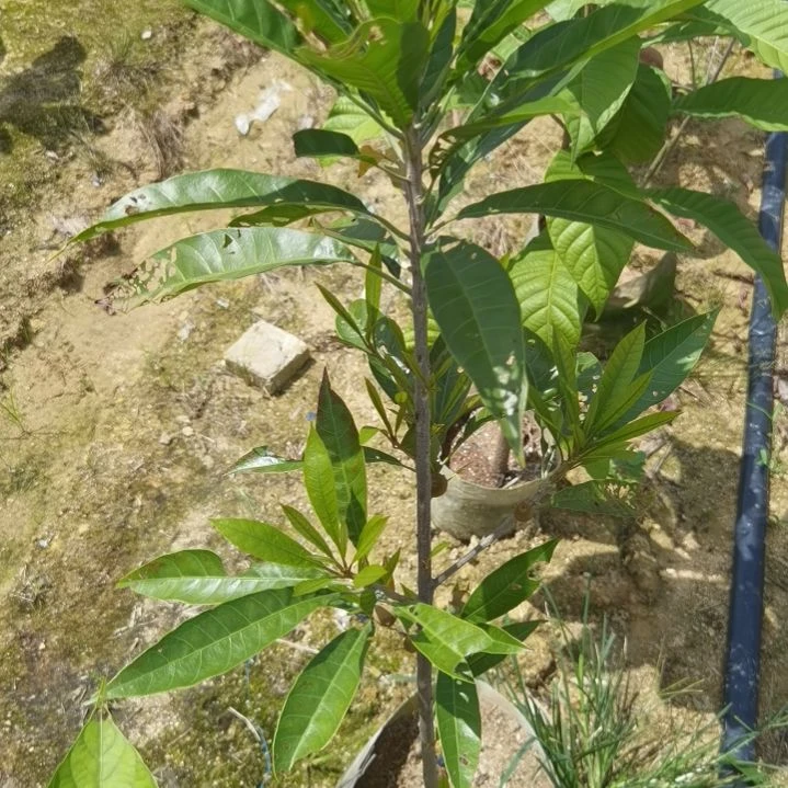 拔***哥当前无花栽培后可以开花