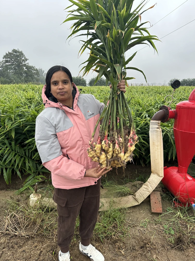 {自产自销姜块}小刘2025新鲜姜块现挖带泥大黄姜自产自销新鲜嫩姜