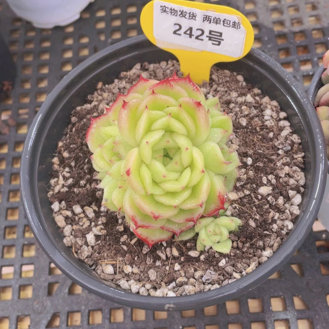 242号 母本凤凰火大群