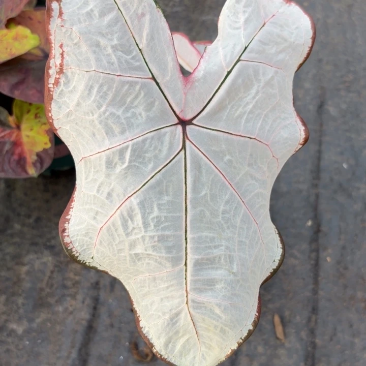 完全开放泰国彩叶芋10