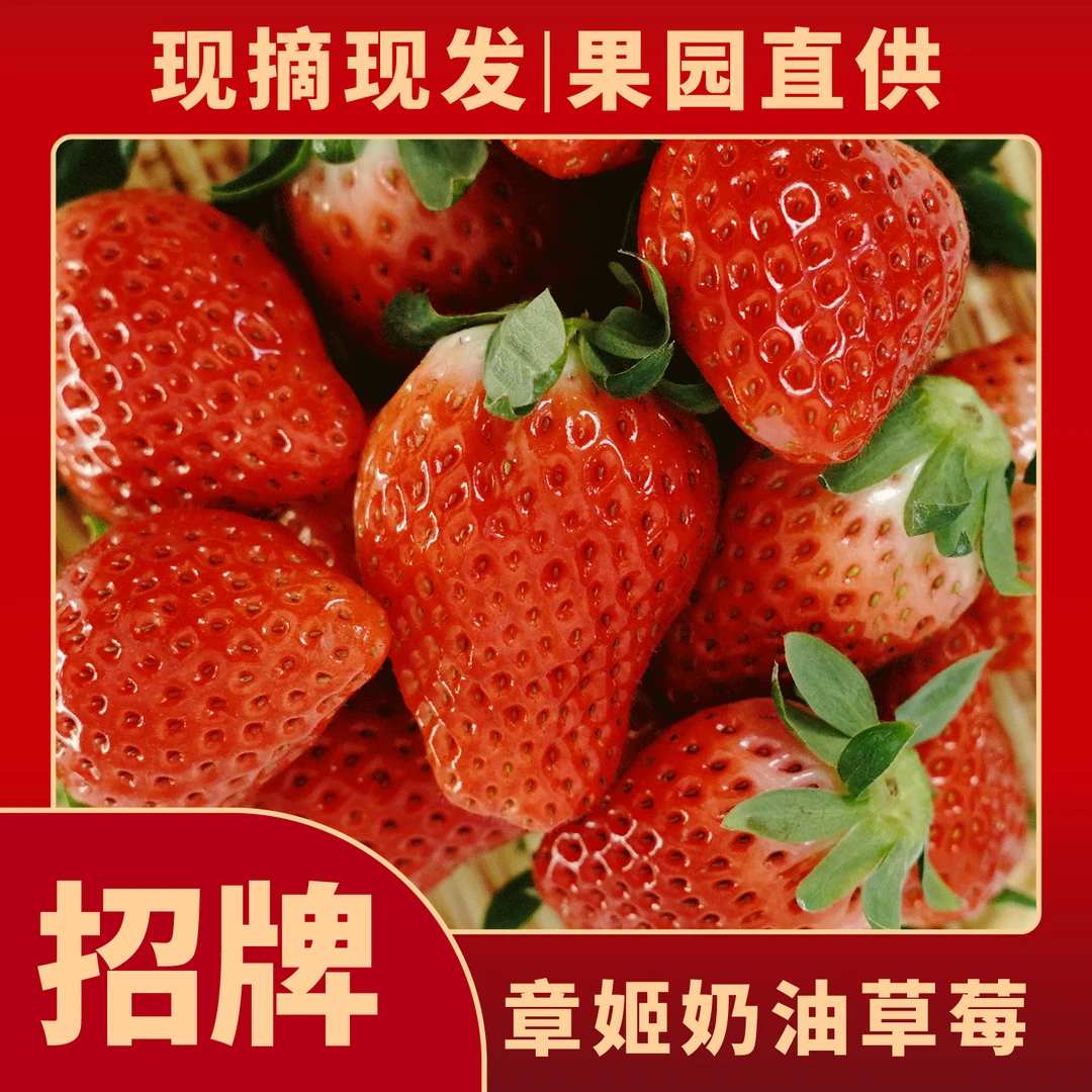 章姬草莓【中果】上海浦东发货现摘现发包邮坏果包赔400g起发章姬草莓上海市