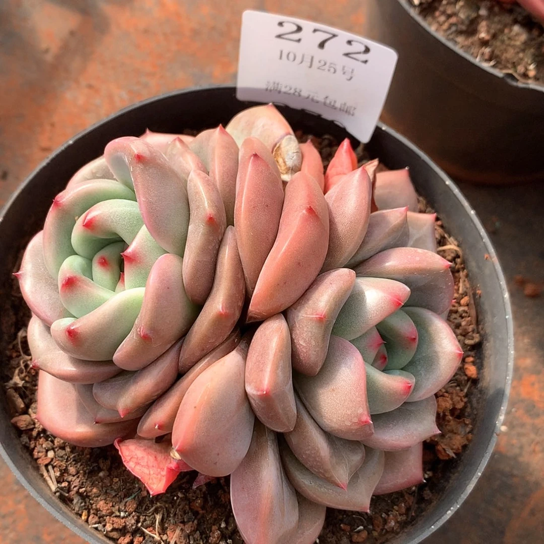 【闪购商品】云272号