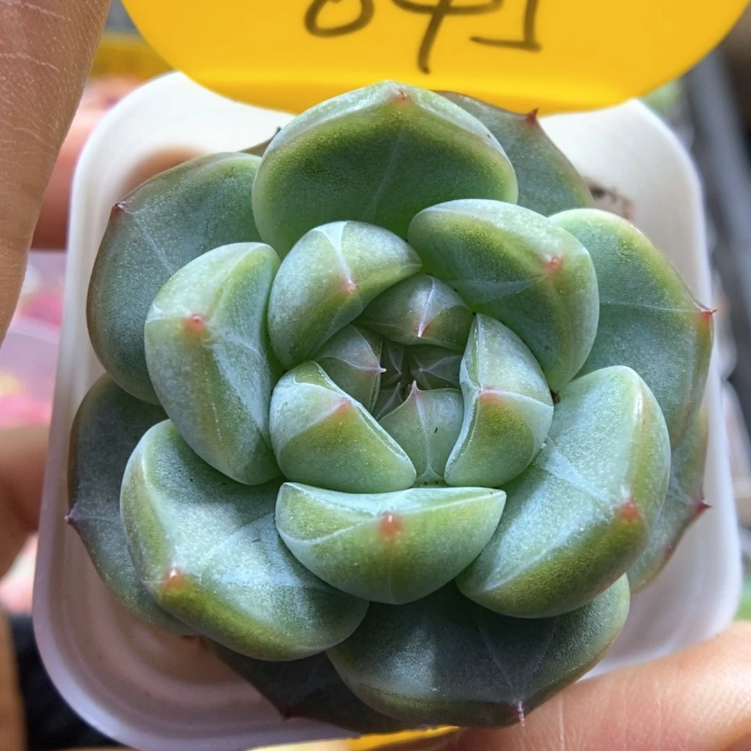 暗纹珍妮可拍845号。