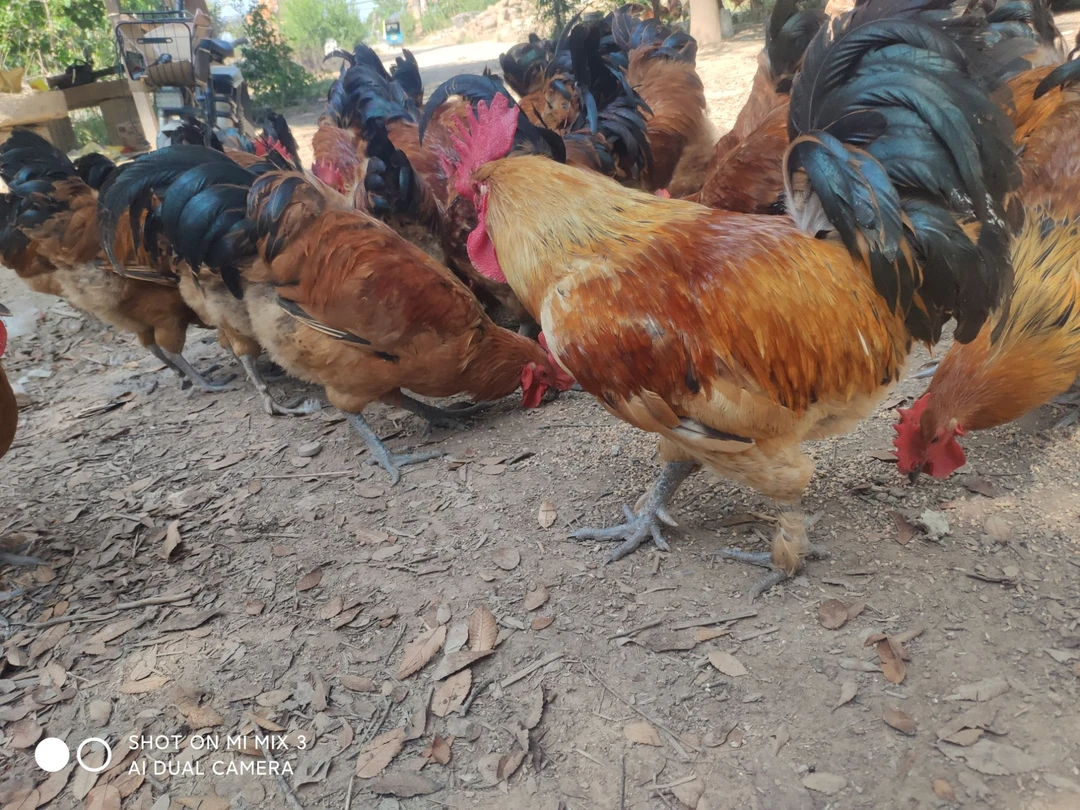 公鸡四百多天的杀好净重3斤半左右散养