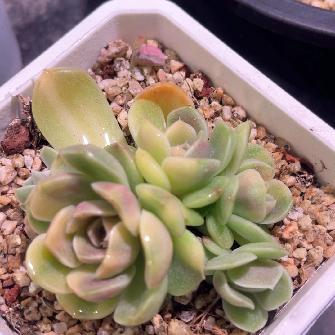 多肉特价雪兔锦群