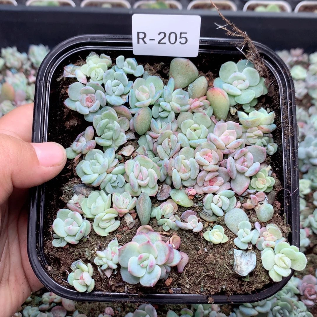 无花朵R205英语英语