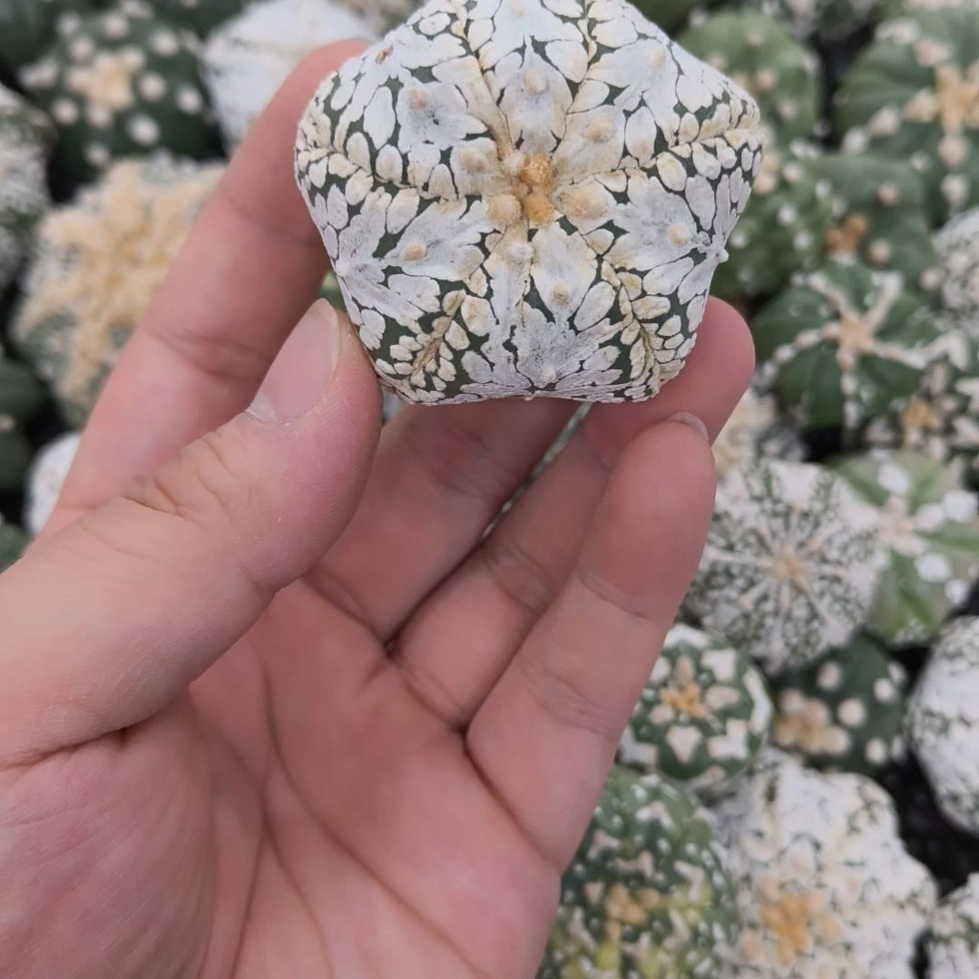 五棱复棱连V兜兜有干疤