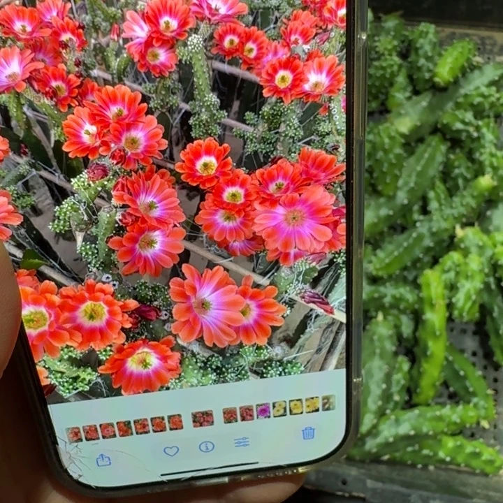 301橘水仙无根侧牙小一个，20包邮