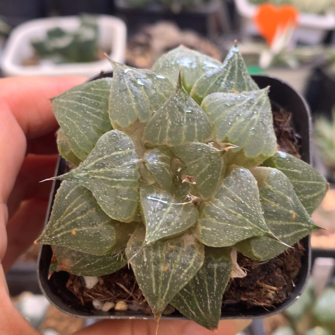 葫芦寿，带盆土发货