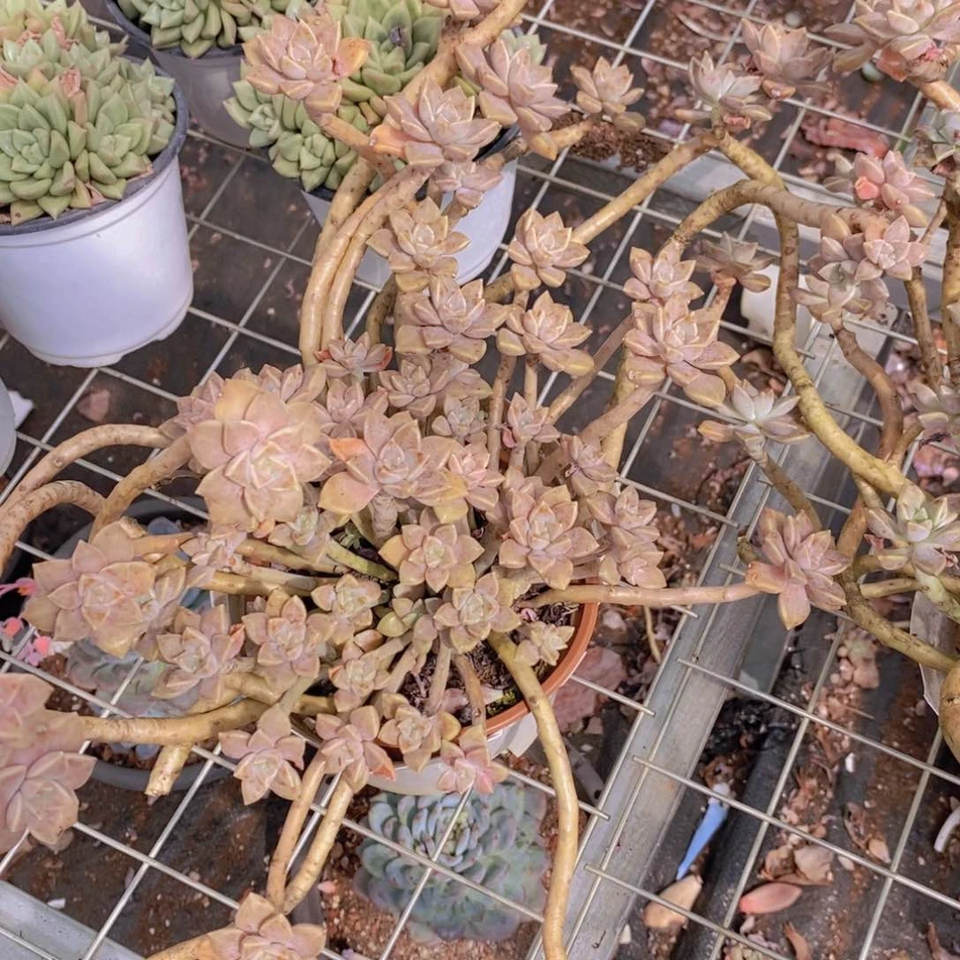 阿伦培大盆带飘枝木质化老桩