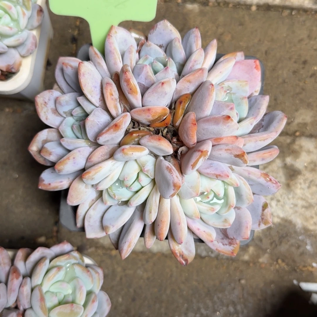 星影群生2222222222222