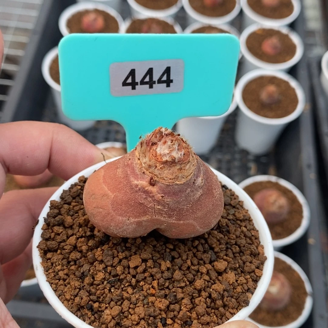 层云杨奎多肉植物