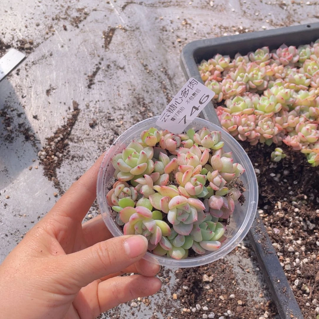 云糖心多肉植物746