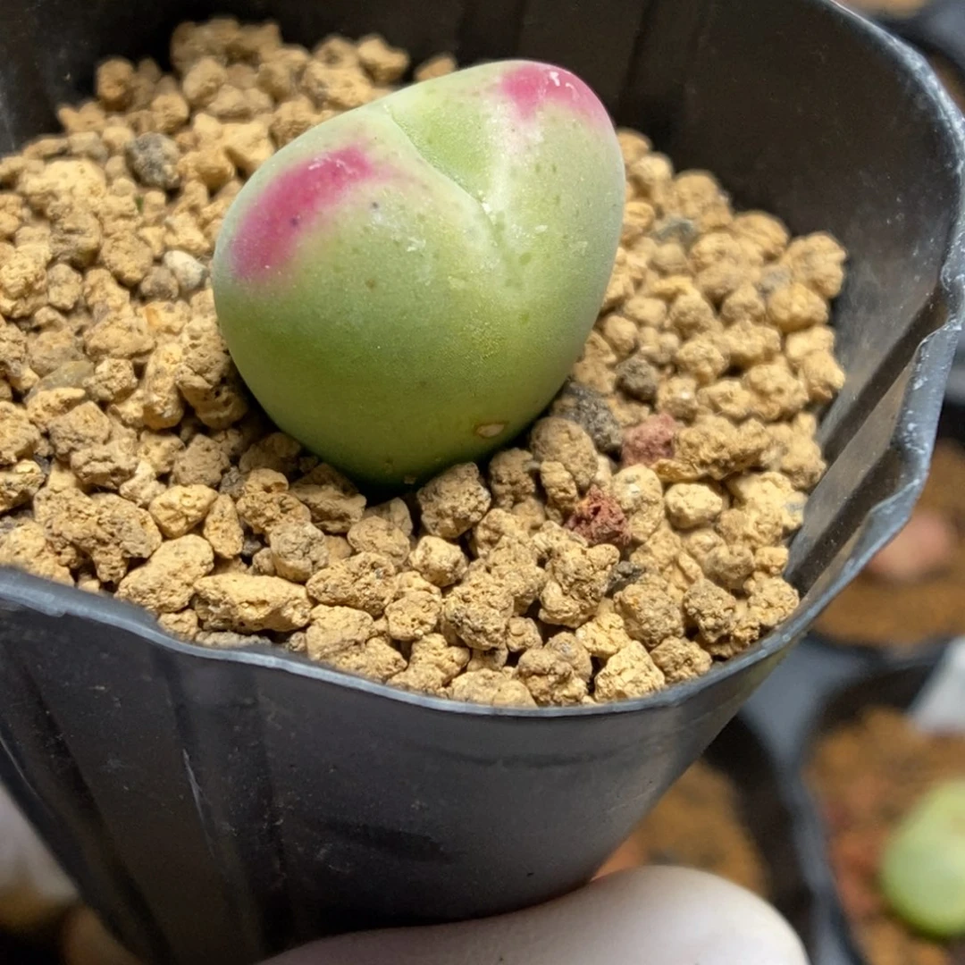 多肉植物肉锥杂交K-4925