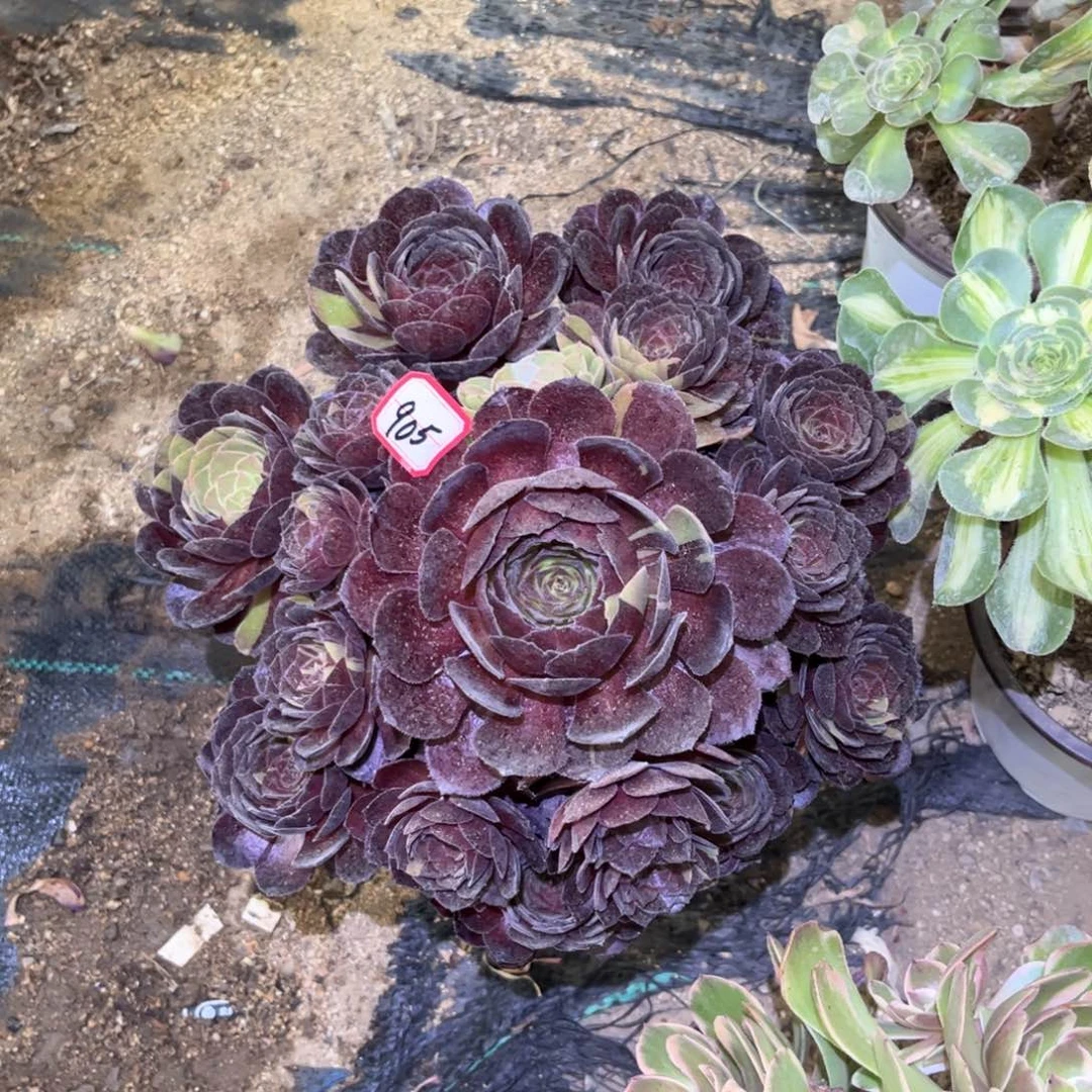 905多肉植物黑美人