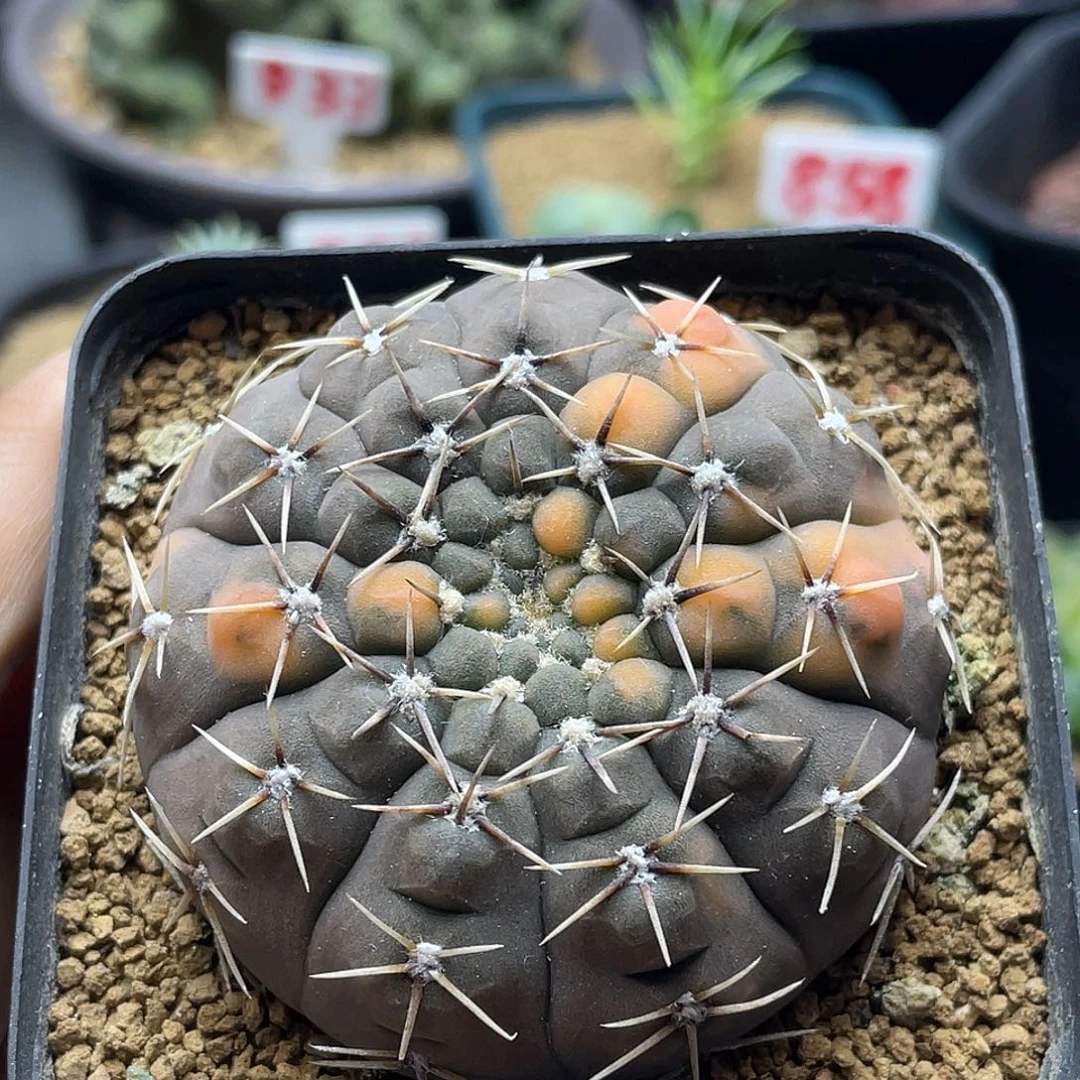 实生龟甲超白刺瑞昌玉锦