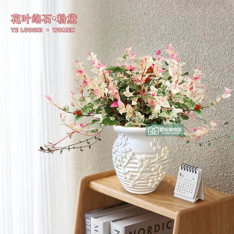 花叶络石盆栽四季五彩花卉室内植物客厅办公室桌面绿植土培美观花