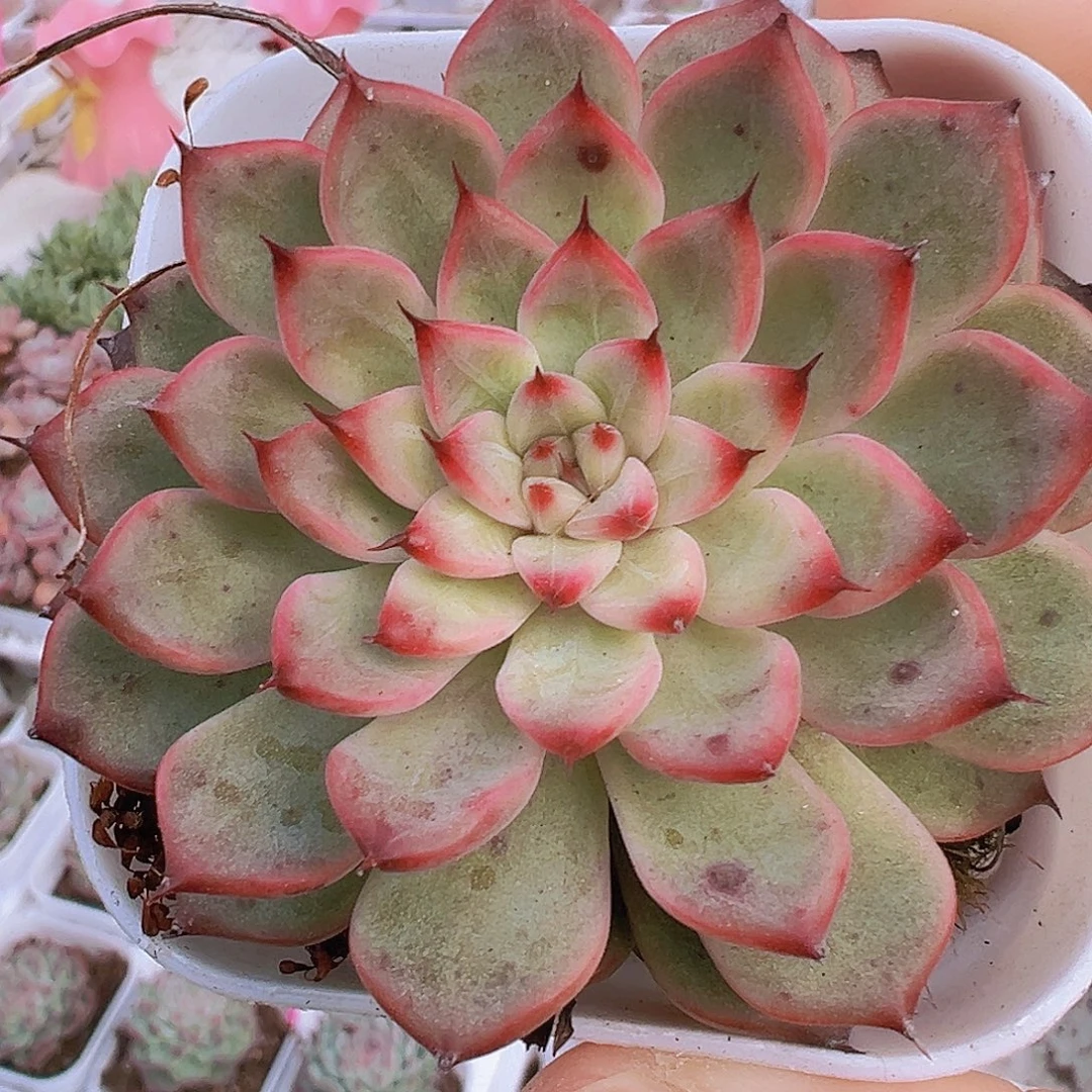 红星光珍妮19包邮多肉