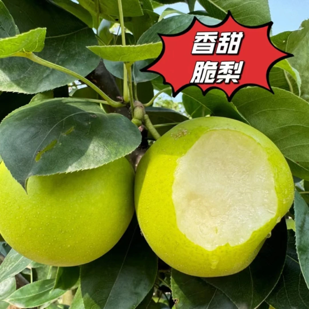 湖北酥脆青皮梨甘甜无渣多汁新鲜应季水果4.5斤包邮坏果包赔