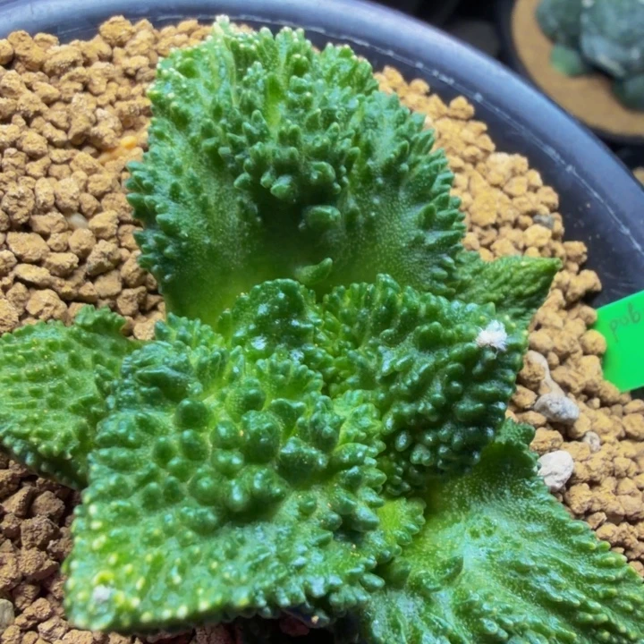 捡漏超级哥斯拉怒涛黄体锦