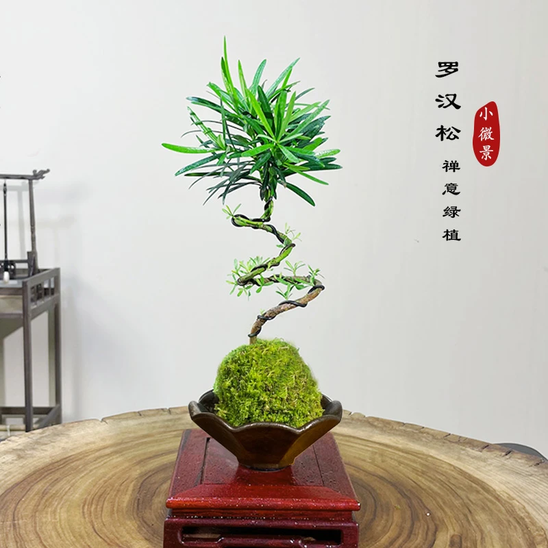 游龙造型罗汉松苔藓球植物形式苔藓球微景观茶桌书桌小盆景禅意