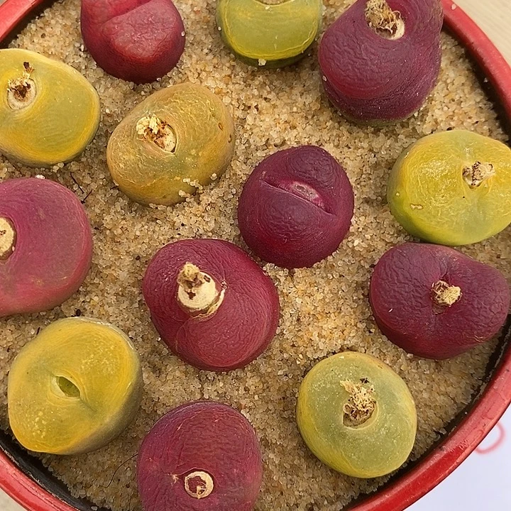 369彩蟠桃一组。