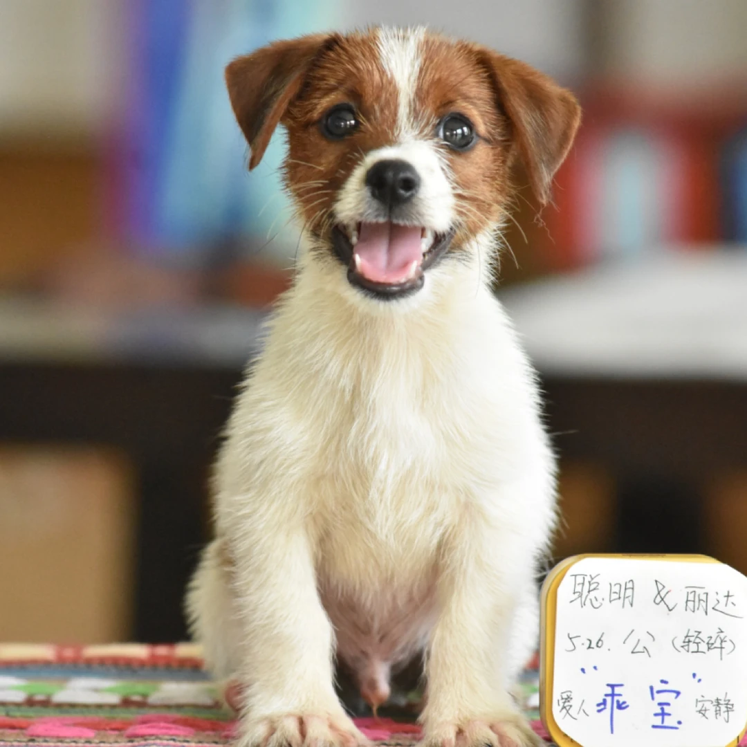 纯种运动血系冠军后代杰克罗素DD品相好性格温良适合做家庭伴侣犬