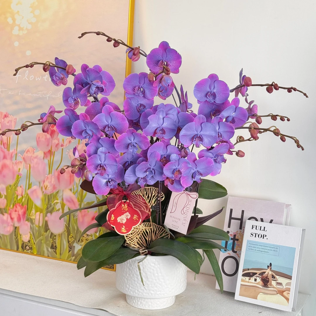 【蓝宝石】 大花马卡龙蓝色系蝴蝶兰 带花带花苞 基地直发