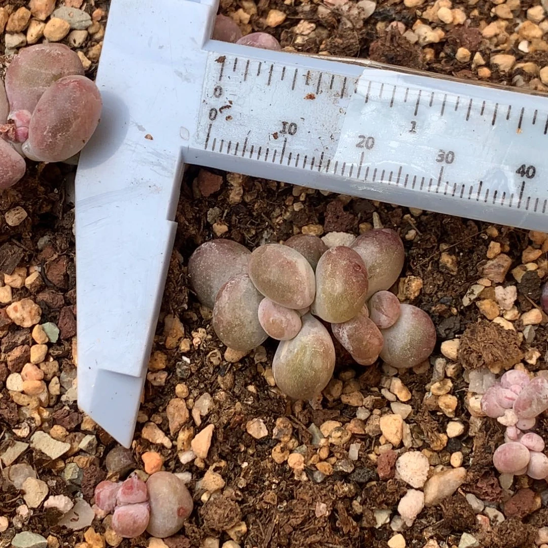 油煎 不凑满28元发一片叶 不售后 到付