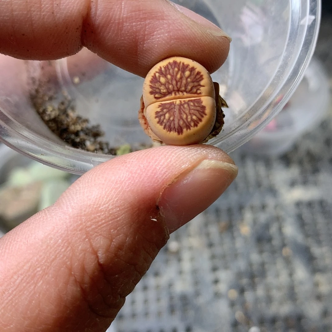 R879多肉植物保护研究所