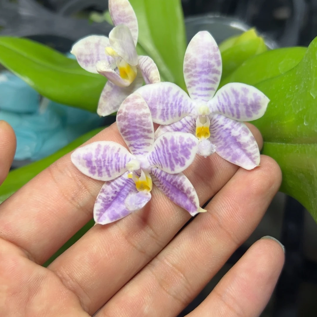 完全开放l115柳林3715